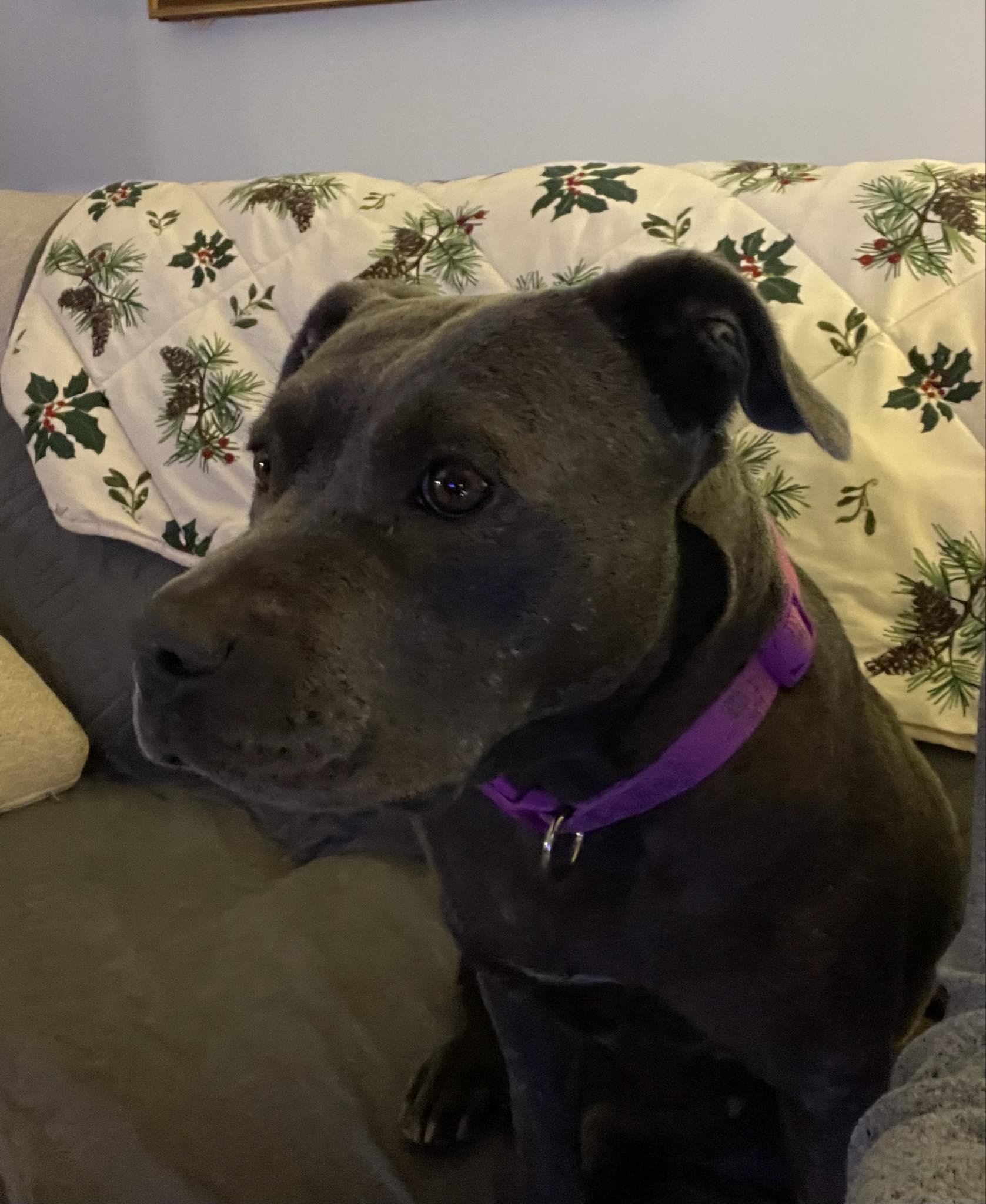 Ladie (Foster Needed)