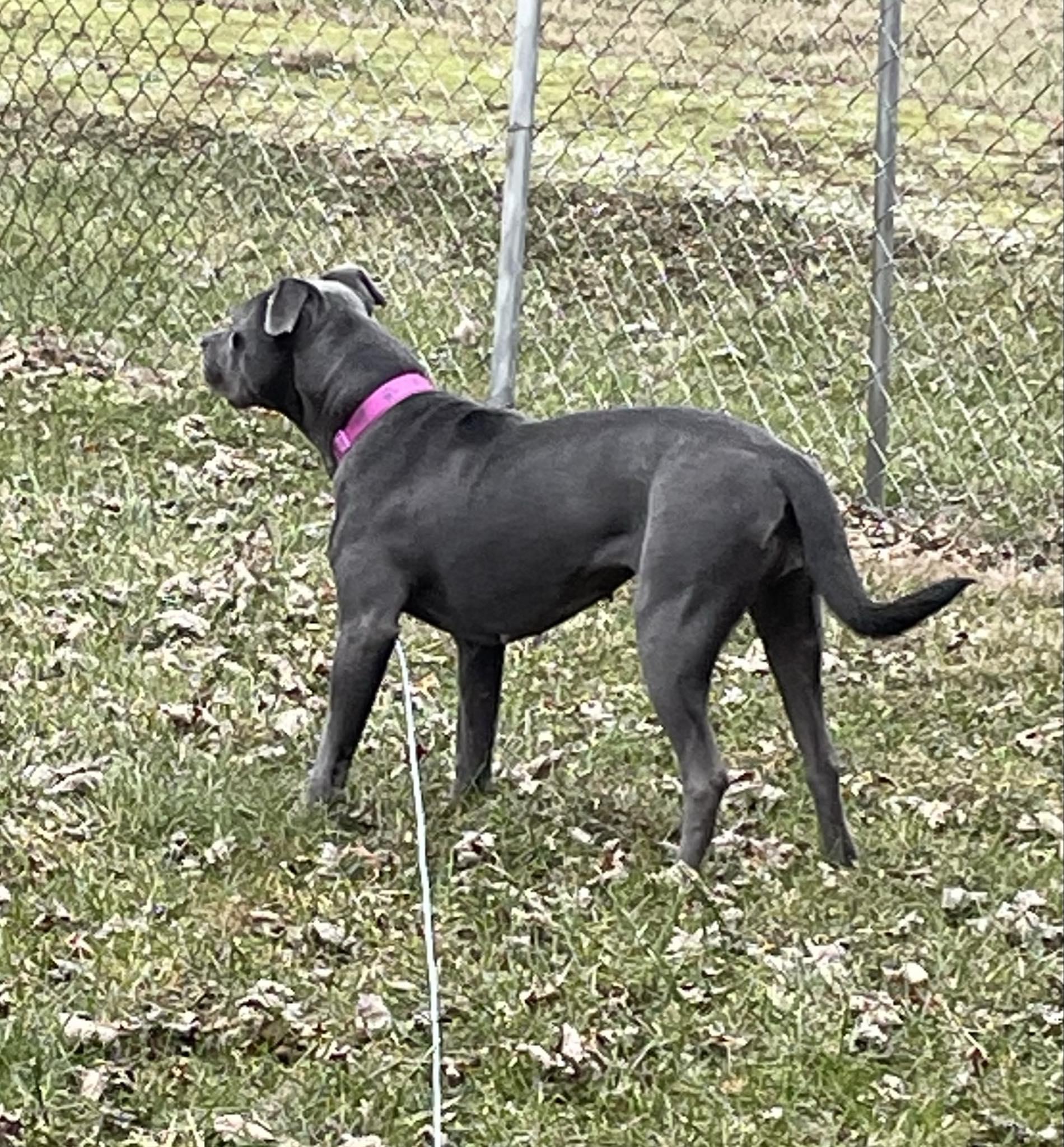 Ladie (Foster Needed)