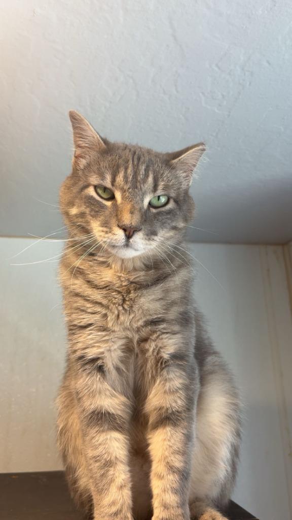 Enlarge Sundance, a Adopted mixed breed in Heber City, UT image 1/2