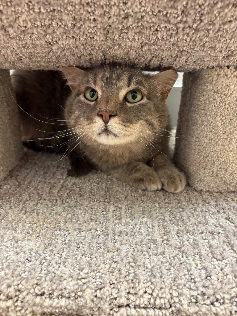 Sundance, Adoptable, Adult Male Domestic Short Hair.