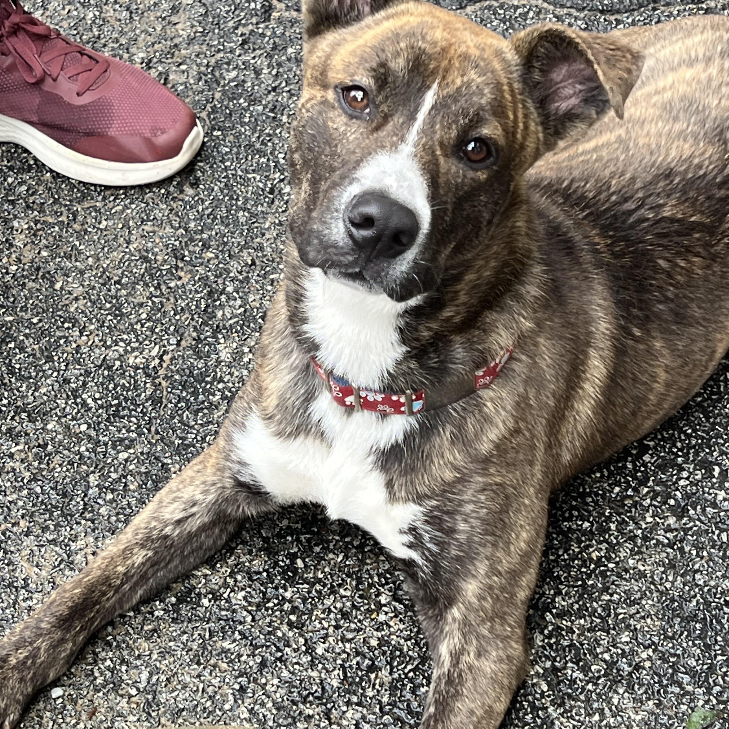 Hawkeye, Adoptable, Young Male Siberian Husky & Boxer.
