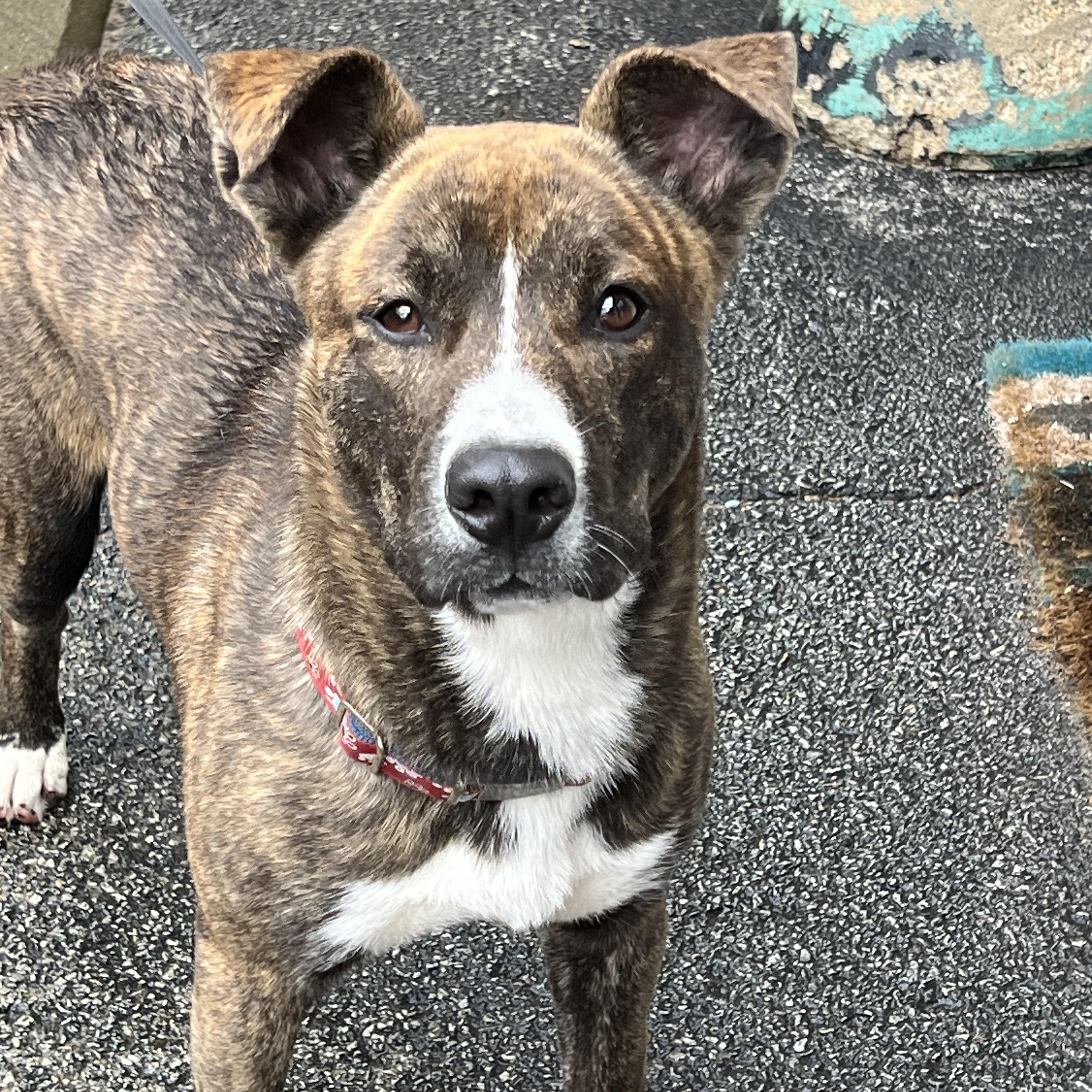 Hawkeye, a Adoptable mixed breed in Griffith, IN image 2/4