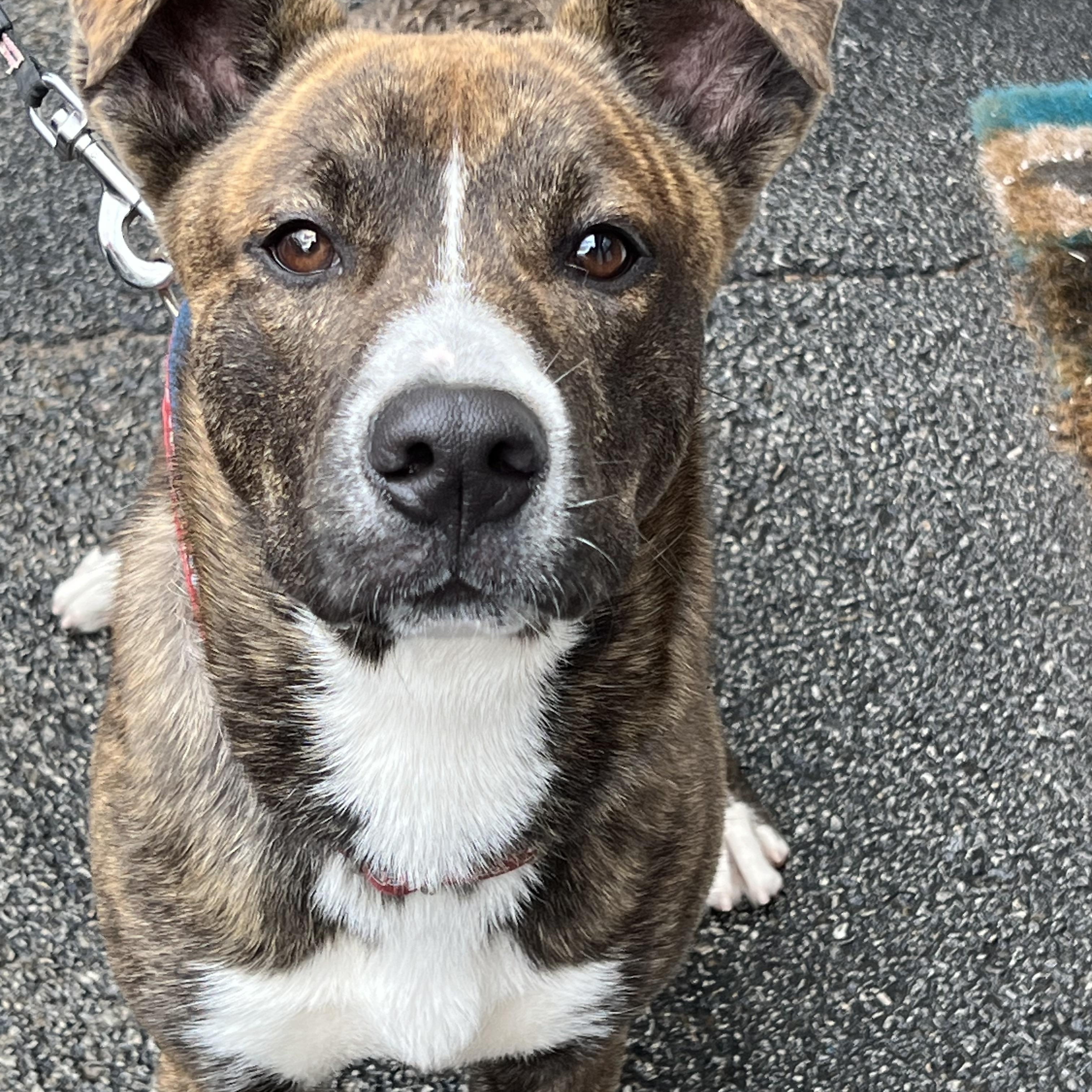 Hawkeye, a Adoptable mixed breed in Griffith, IN image 3/4