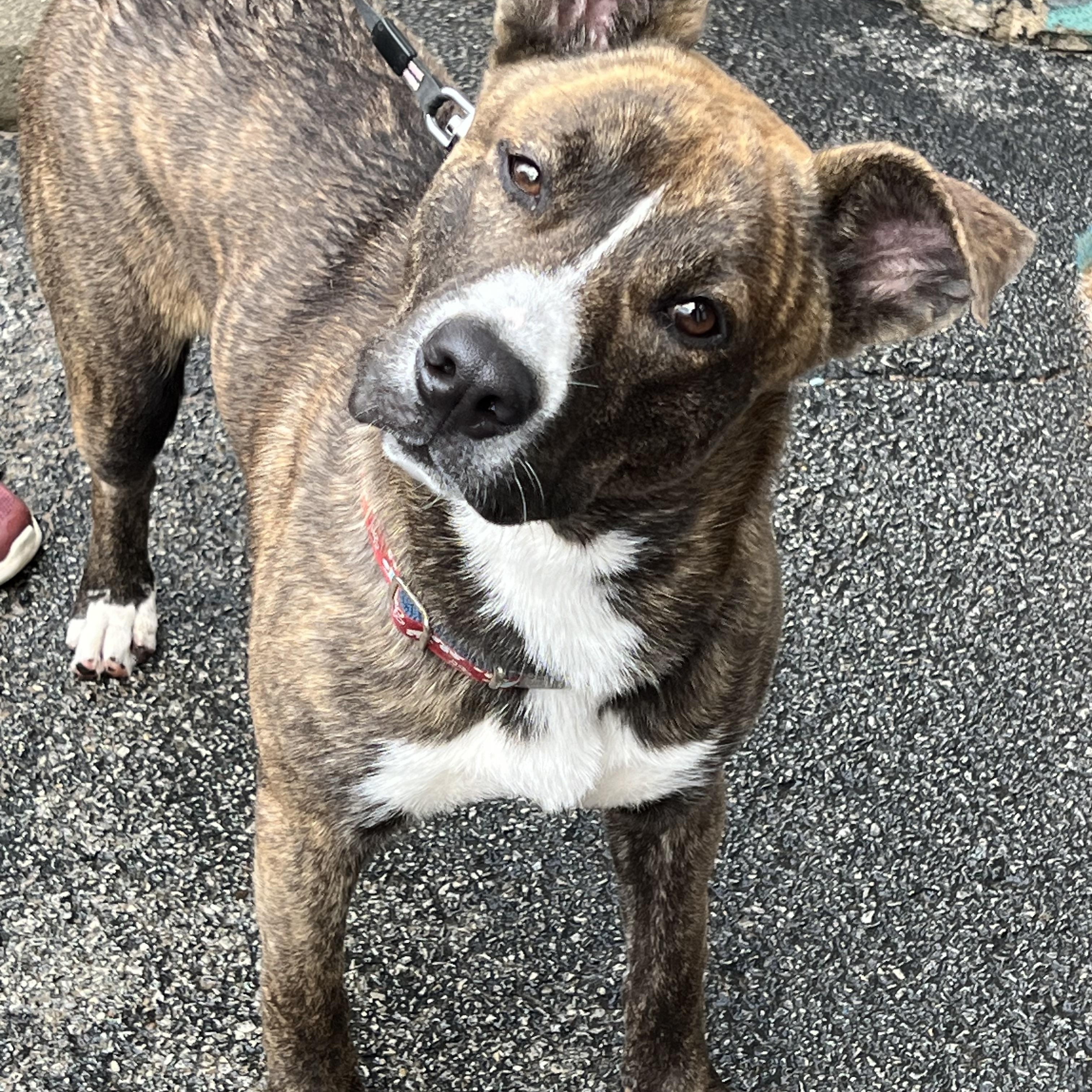 Hawkeye, a Adoptable mixed breed in Griffith, IN image 4/4