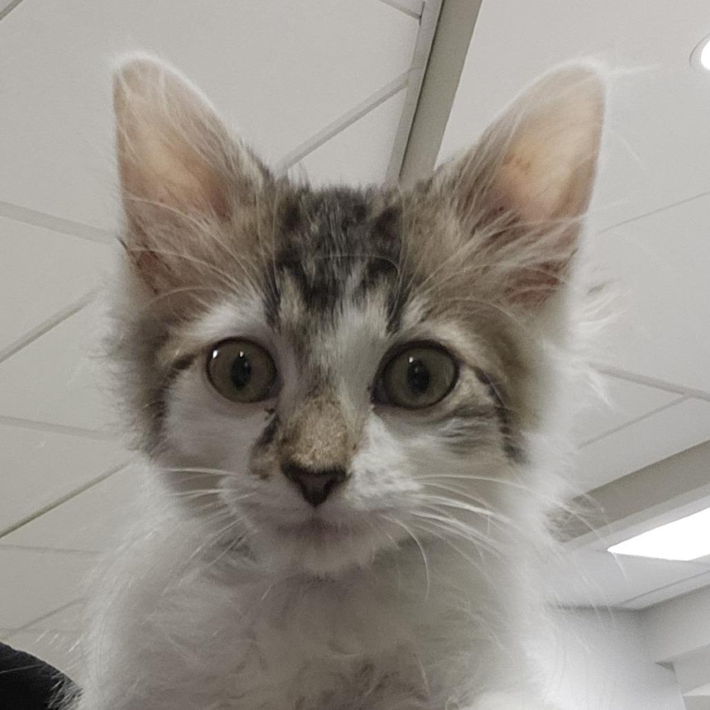 Cat in the Hat, Adoptable, Kitten Female Domestic Medium Hair.