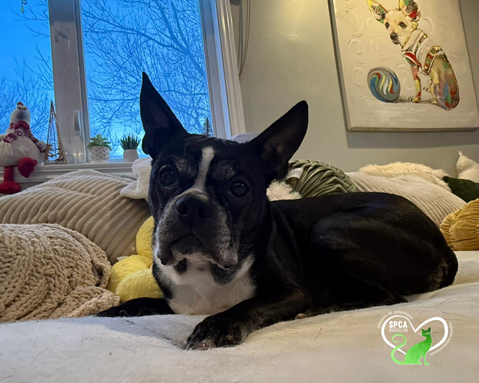 Enlarge Charlotte, a ADOPTABLE Boston Terrier in Delson, QC image 1/1