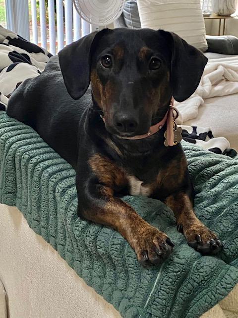Daisy  -  Bonded With Norman  -  So Ca, Adoptable, Young Female Dachshund & Bull Terrier.
