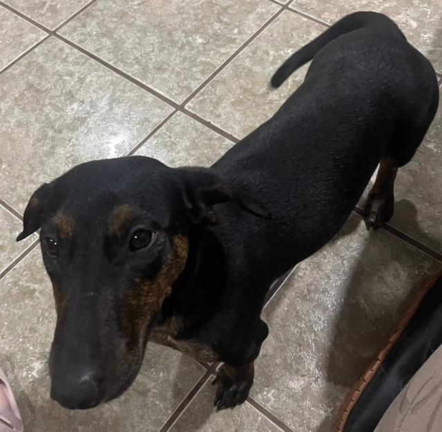 Daisy - Bonded With Norman - So Ca, a Adoptable mixed breed in Los Angeles, CA image 3/3