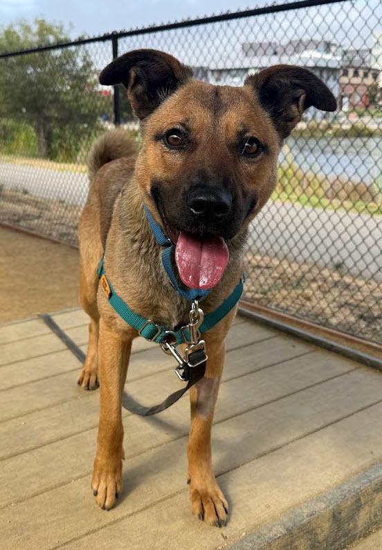 Enlarge Kimiko, a ADOPTABLE mixed breed in Berkeley, CA image 4/4