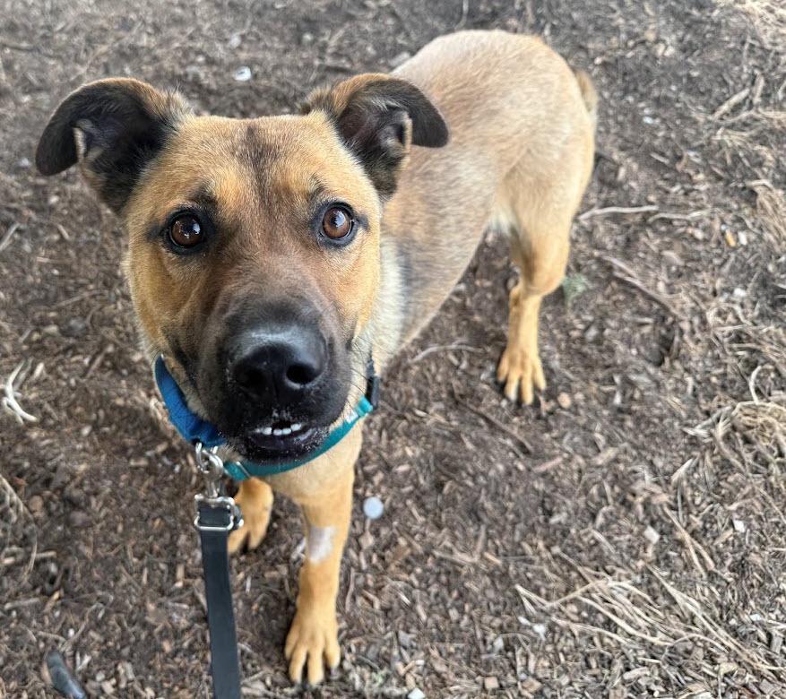 Enlarge Kimiko, a ADOPTABLE mixed breed in Berkeley, CA image 2/4