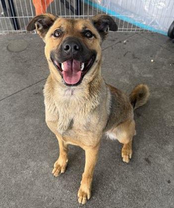 Enlarge Kimiko, a ADOPTABLE mixed breed in Berkeley, CA image 3/4