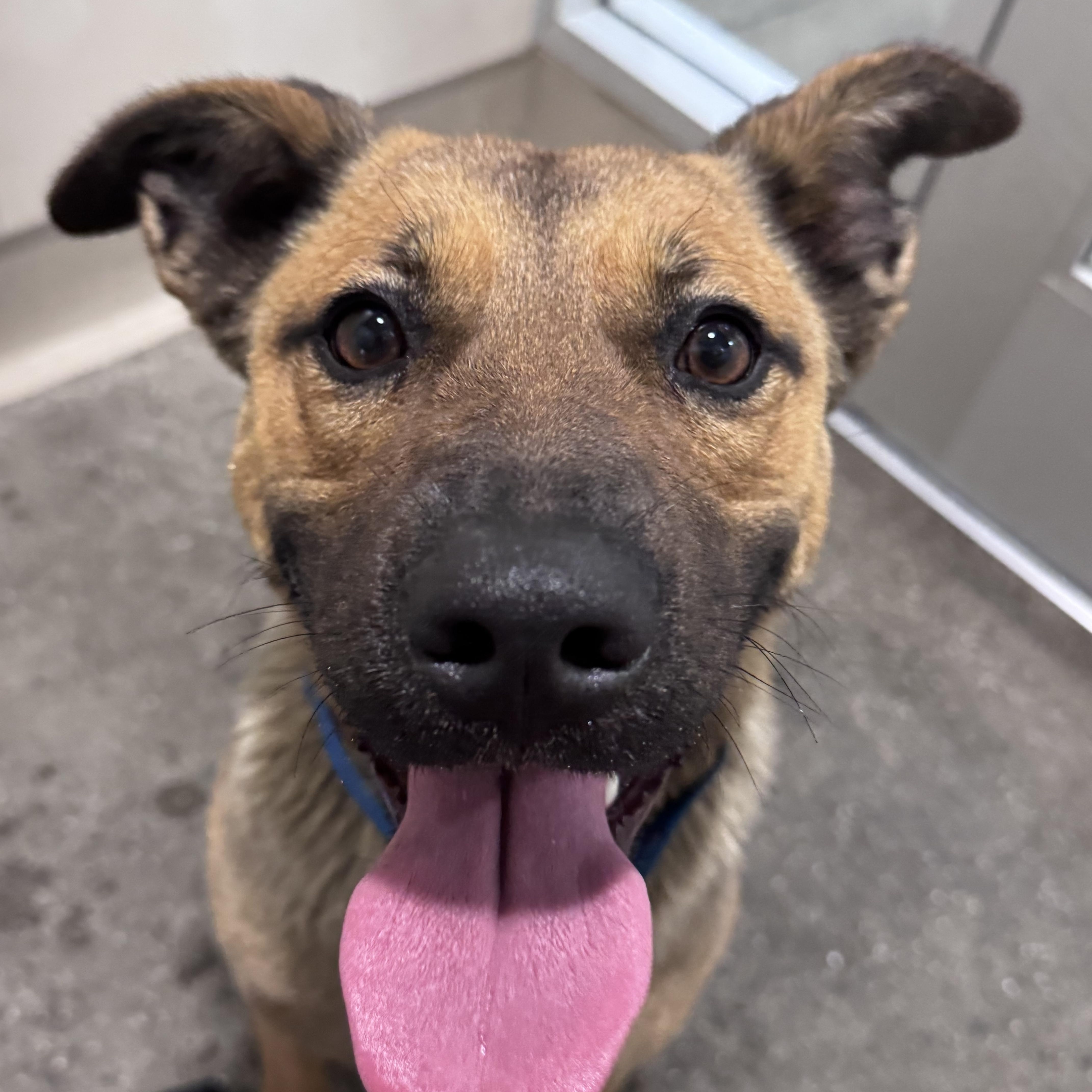 Kimiko, ADOPTABLE, Young Female Shepherd.