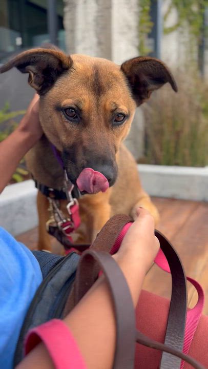 Enlarge Kimiko, a Adoptable mixed breed in Berkeley, CA video 6/6