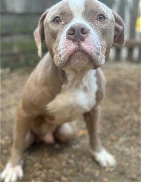 Little, a Adoptable Pit Bull Terrier in Huntington, NY image 1/5