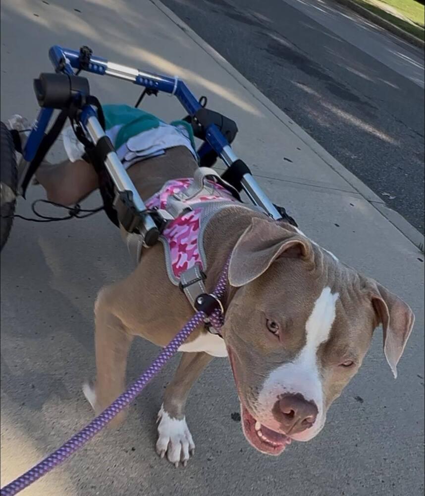 Enlarge Little, a Adoptable Pit Bull Terrier in Huntington, NY image 2/5