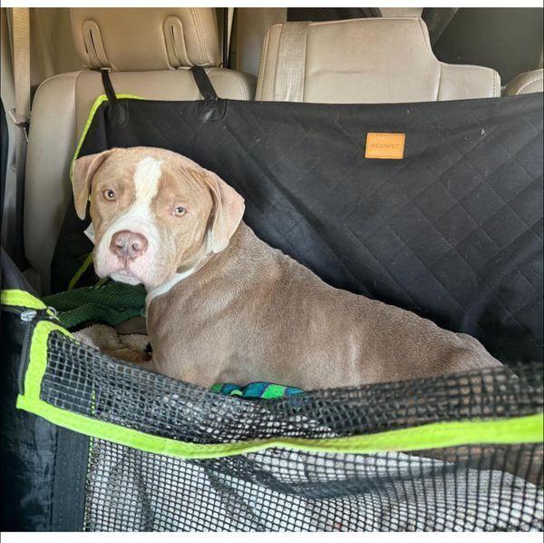 Little, a Adoptable Pit Bull Terrier in Huntington, NY image 2/5