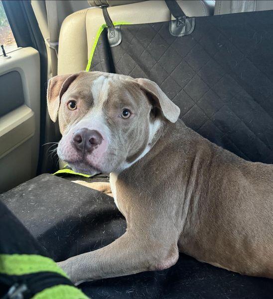 Little, a Adoptable Pit Bull Terrier in Huntington, NY image 3/5