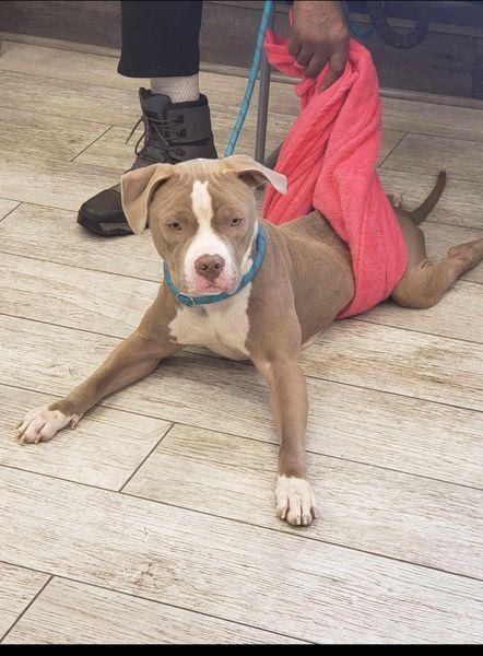 Little, a Adoptable Pit Bull Terrier in Huntington, NY image 5/5