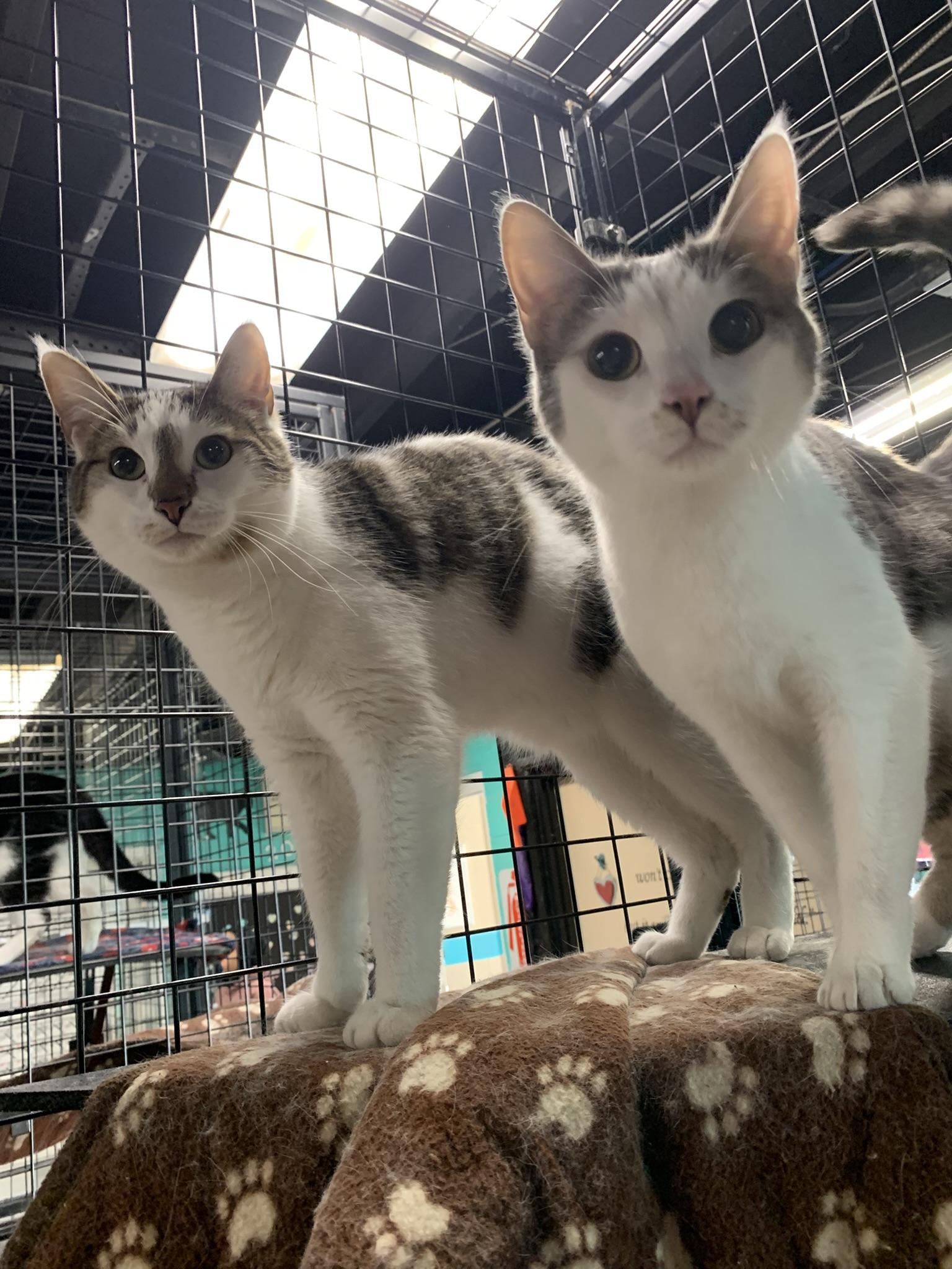 Enlarge JUDGE & JETT, a Adoptable Domestic Short Hair in Wyandotte, MI image 2/4
