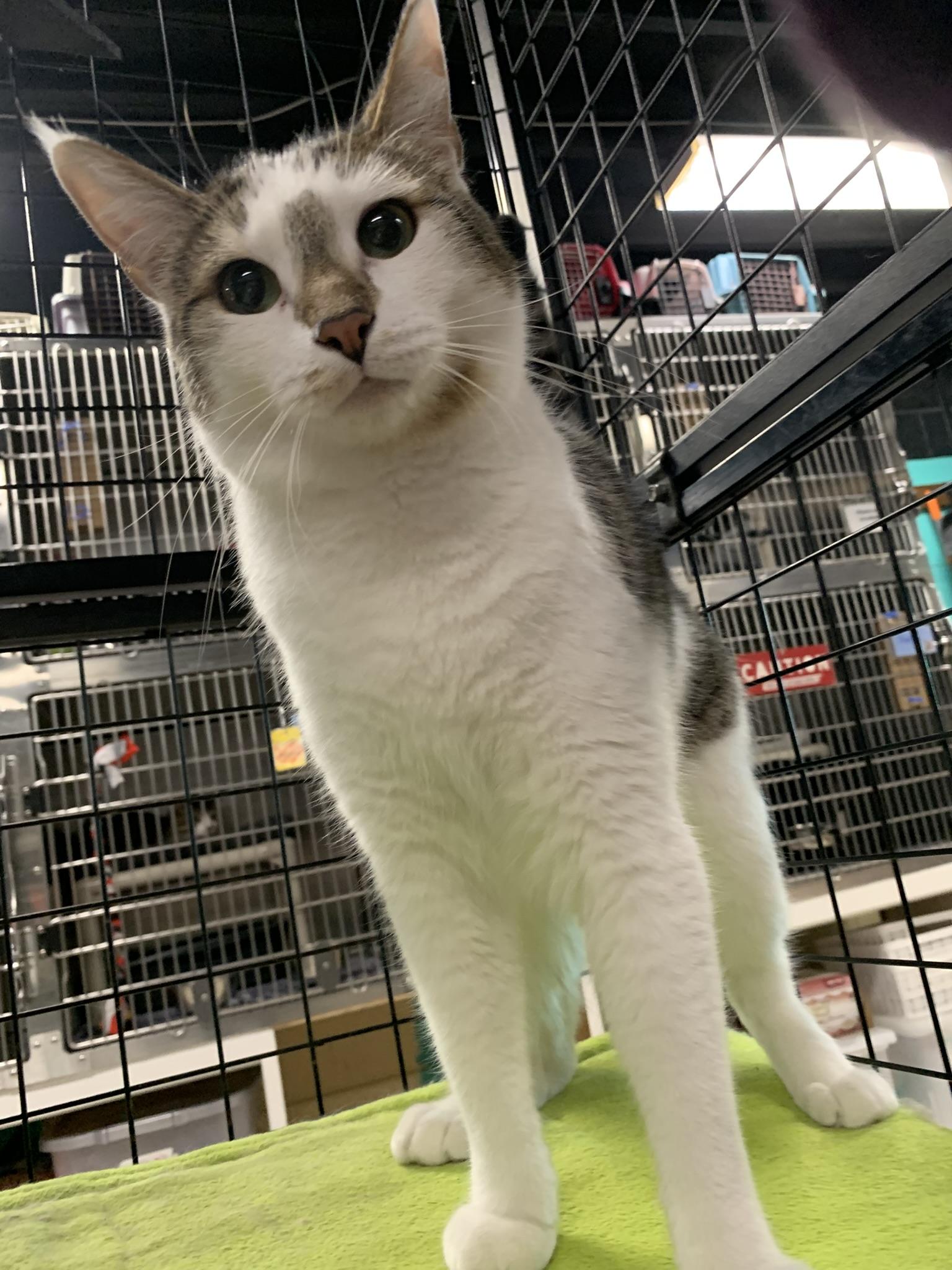 Enlarge JUDGE & JETT, a Adoptable Domestic Short Hair in Wyandotte, MI image 4/4