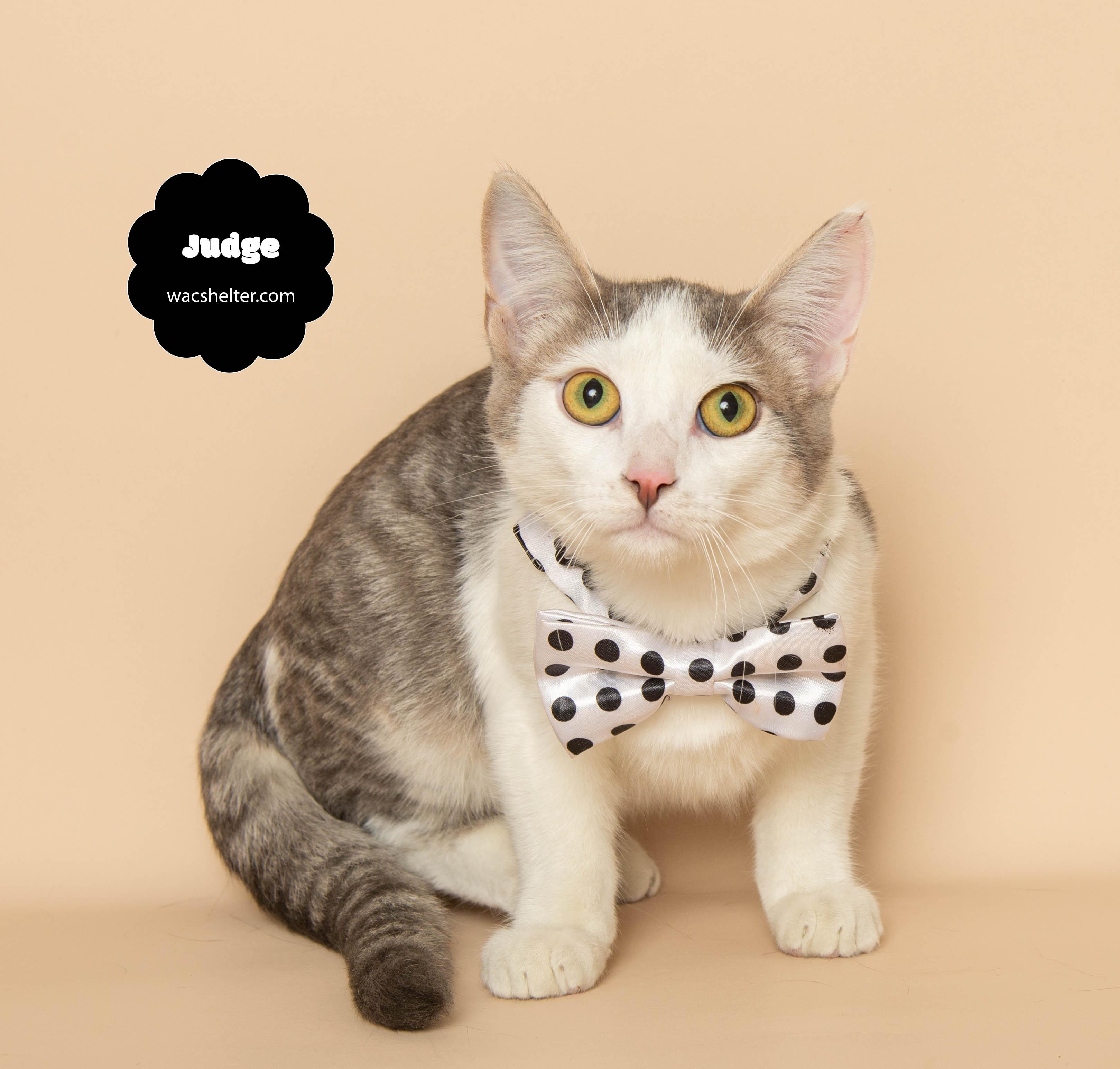 JUDGE (Loves other cats, especially his brother Jett), a Adoptable Domestic Short Hair in Wyandotte, MI image 1/3