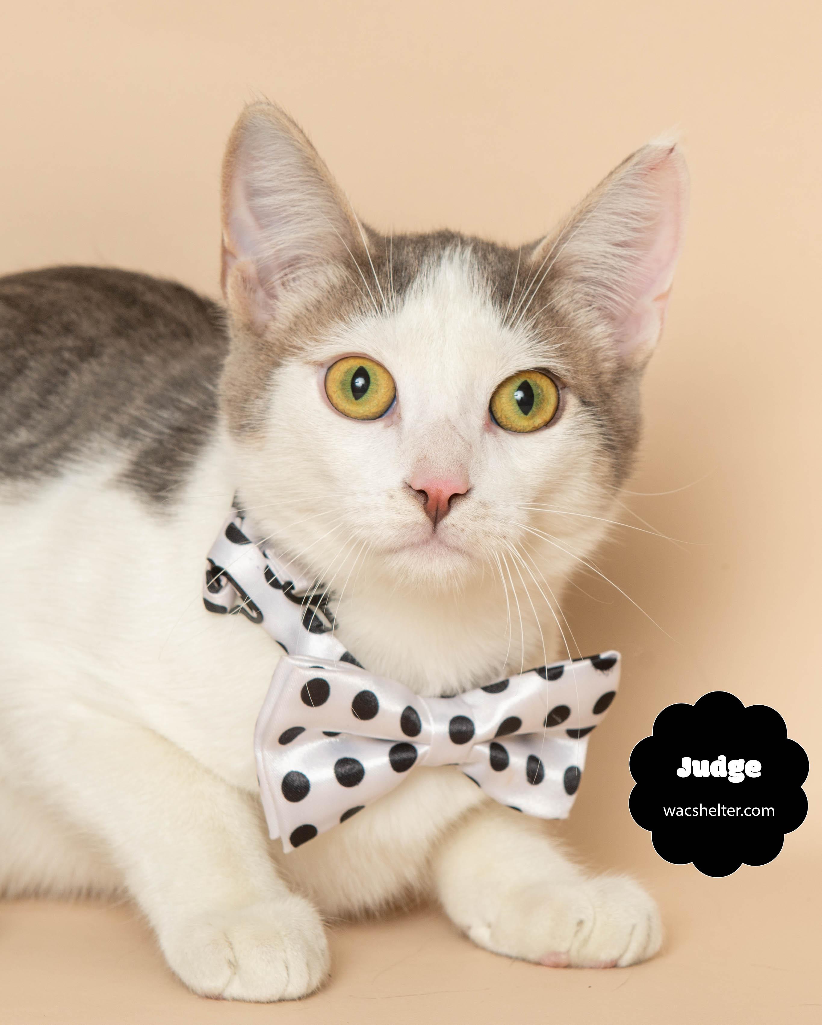JUDGE (Loves other cats, especially his brother Jett), a Adoptable Domestic Short Hair in Wyandotte, MI image 2/3