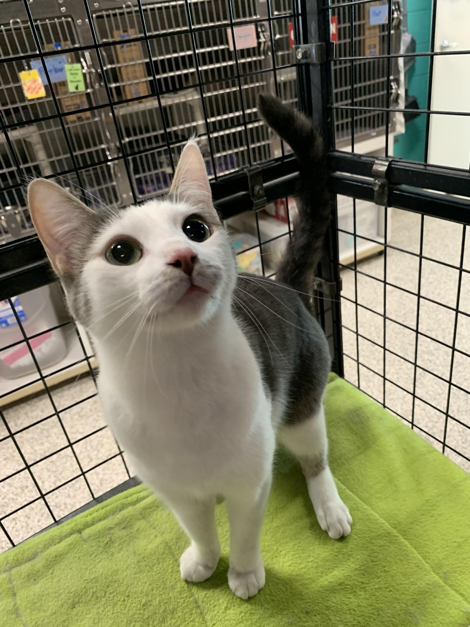 Enlarge JUDGE & JETT, a Adoptable Domestic Short Hair in Wyandotte, MI image 3/4