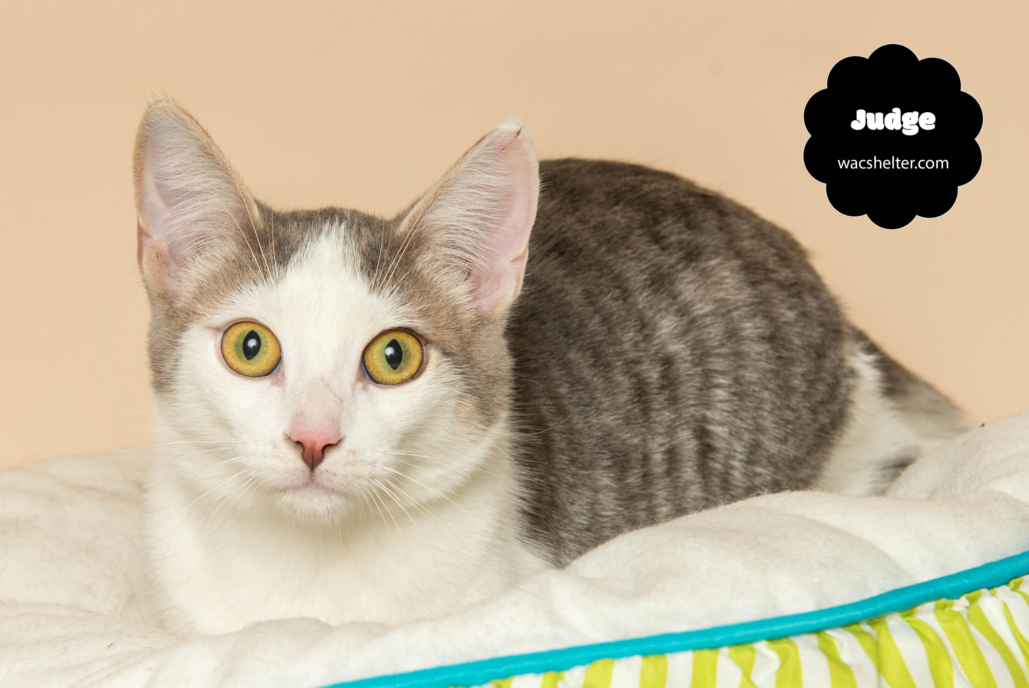 JUDGE (Loves other cats, especially his brother Jett), a Adoptable Domestic Short Hair in Wyandotte, MI image 3/3