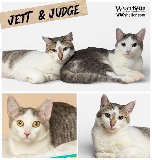 JUDGE & JETT, Adoptable, Adult Male Domestic Short Hair.