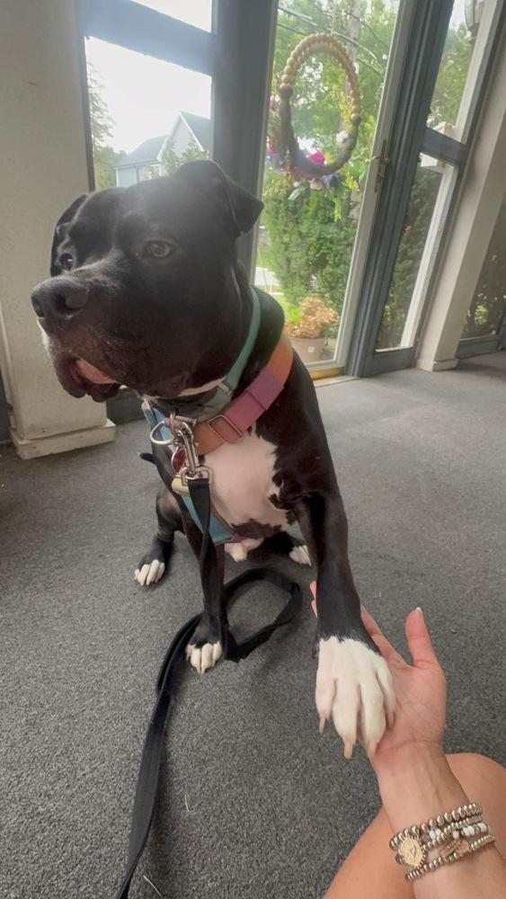 Dr. Pepper/Dexter, Adoptable, Young Male Pit Bull Terrier.