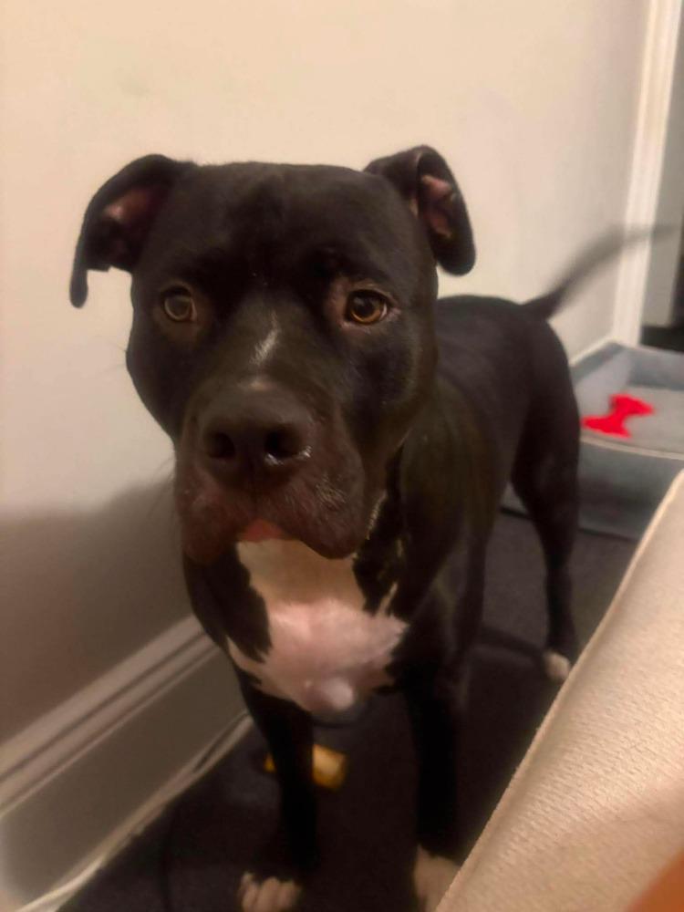 Enlarge Dr. Pepper/Dexter, a Adoptable mixed breed in Valley Stream, NY image 2/6