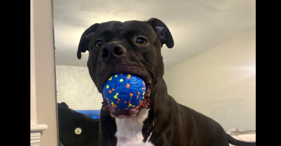Enlarge Dr. Pepper/Dexter, a Adoptable mixed breed in Valley Stream, NY image 4/6