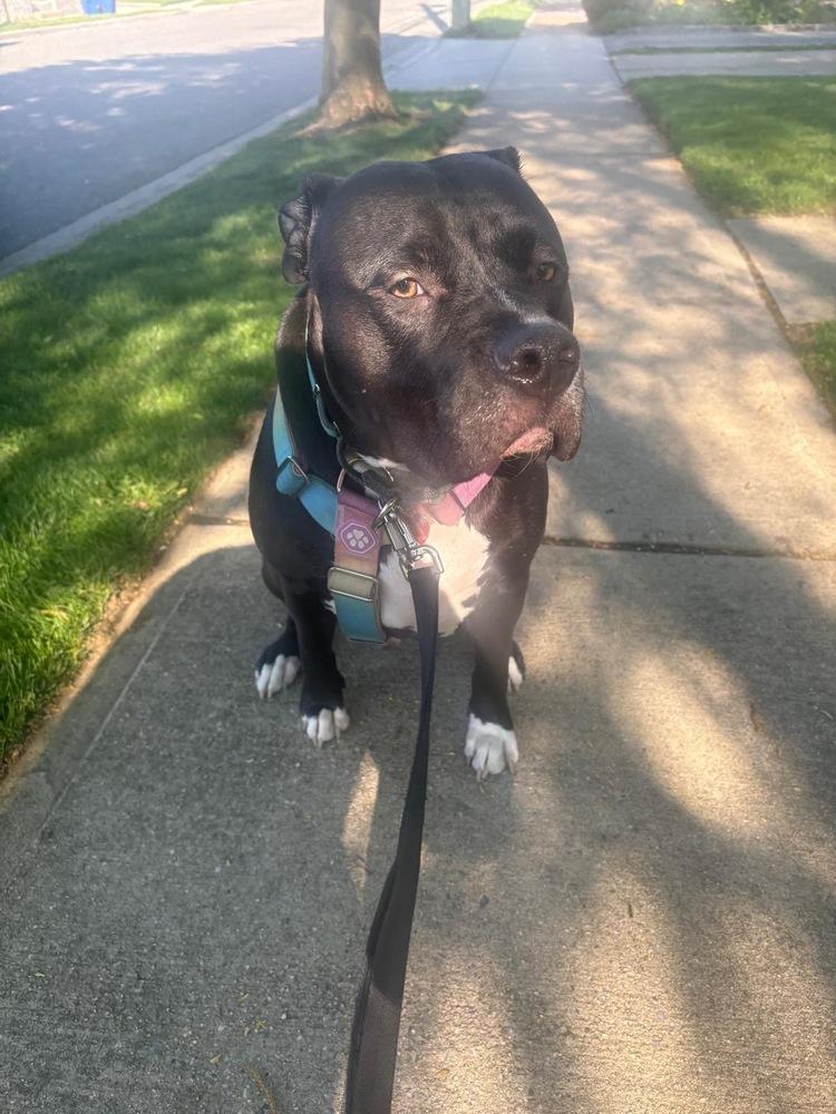 Enlarge Dr. Pepper/Dexter, a Adoptable mixed breed in Valley Stream, NY image 5/6