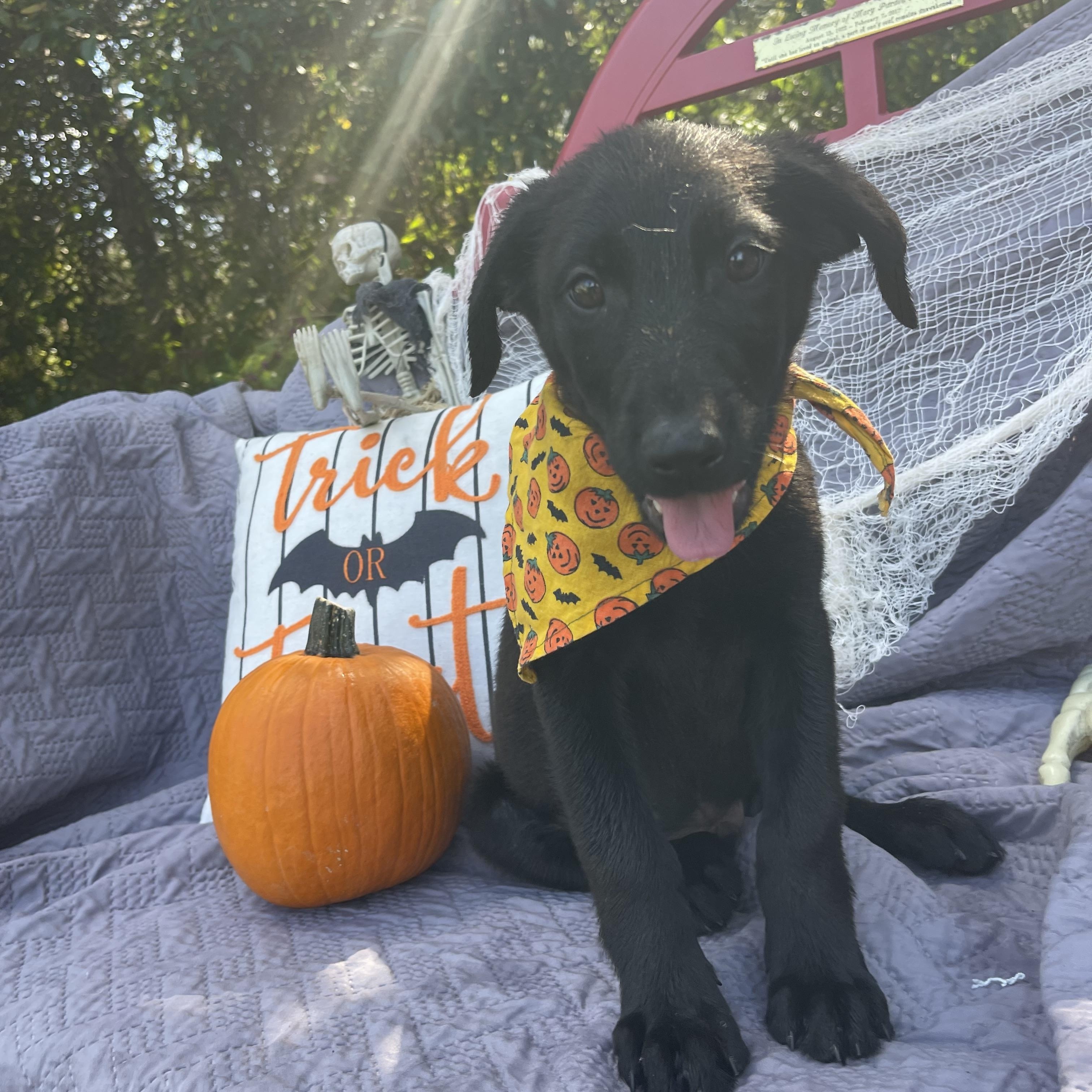 Freddy Krueger thumbnail 5