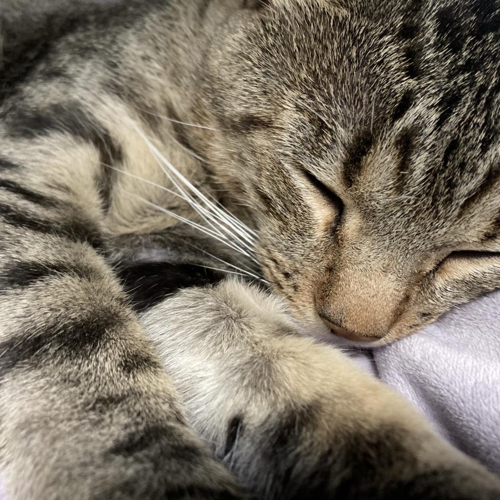 Zeke New Mexico, a Adoptable Domestic Short Hair in Denver, CO image 1/6