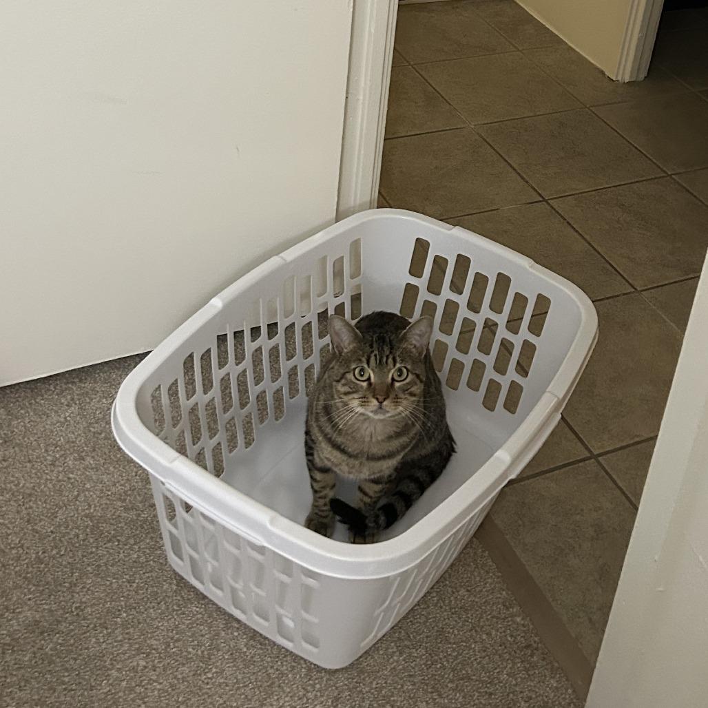 Zeke New Mexico, Adoptable, Adult Male Domestic Short Hair.