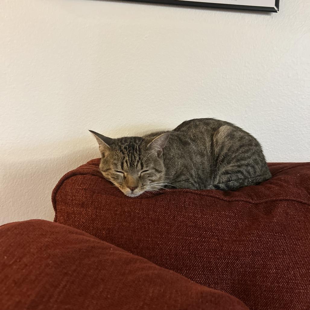 Zeke New Mexico, a Adoptable Domestic Short Hair in Denver, CO image 3/6