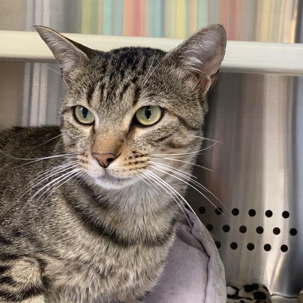 Zeke New Mexico, a Adoptable Domestic Short Hair in Denver, CO image 4/6