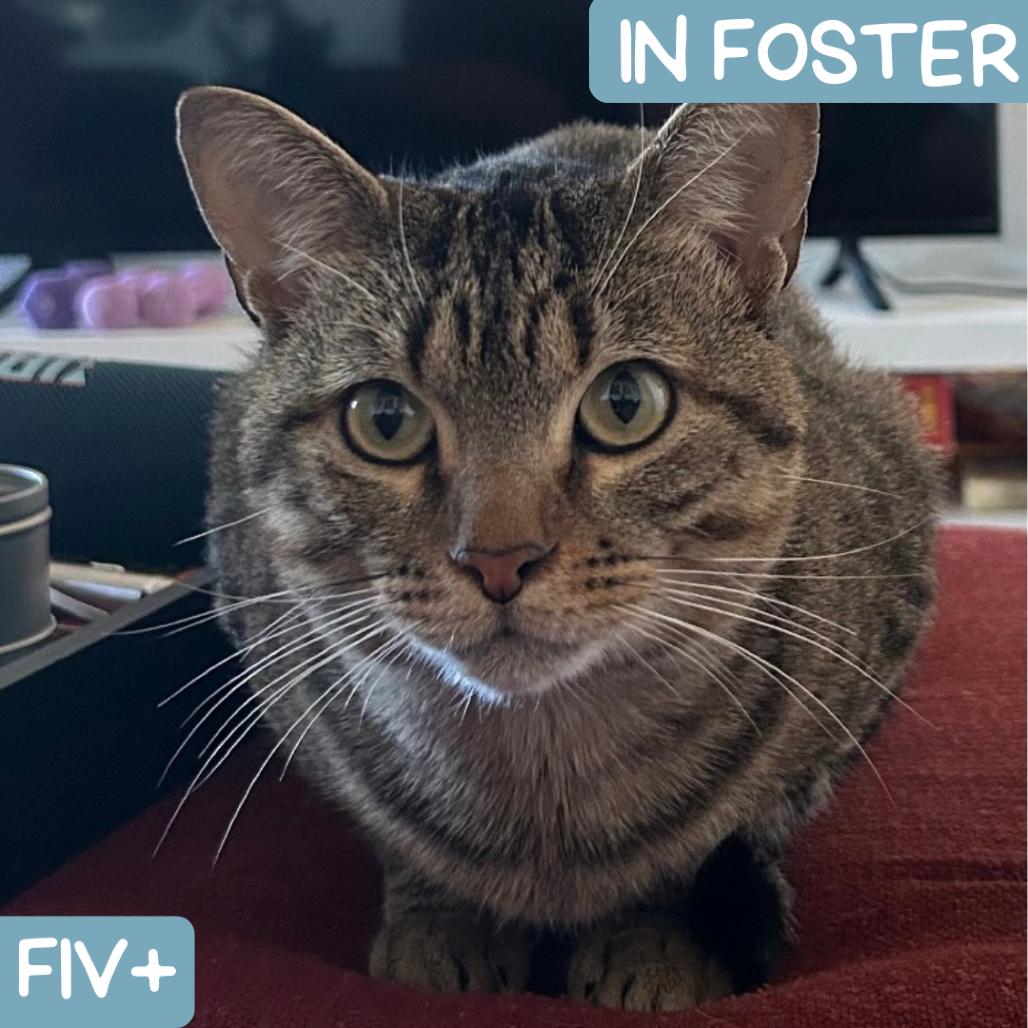 Zeke New Mexico, a Adoptable Domestic Short Hair in Denver, CO image 5/6