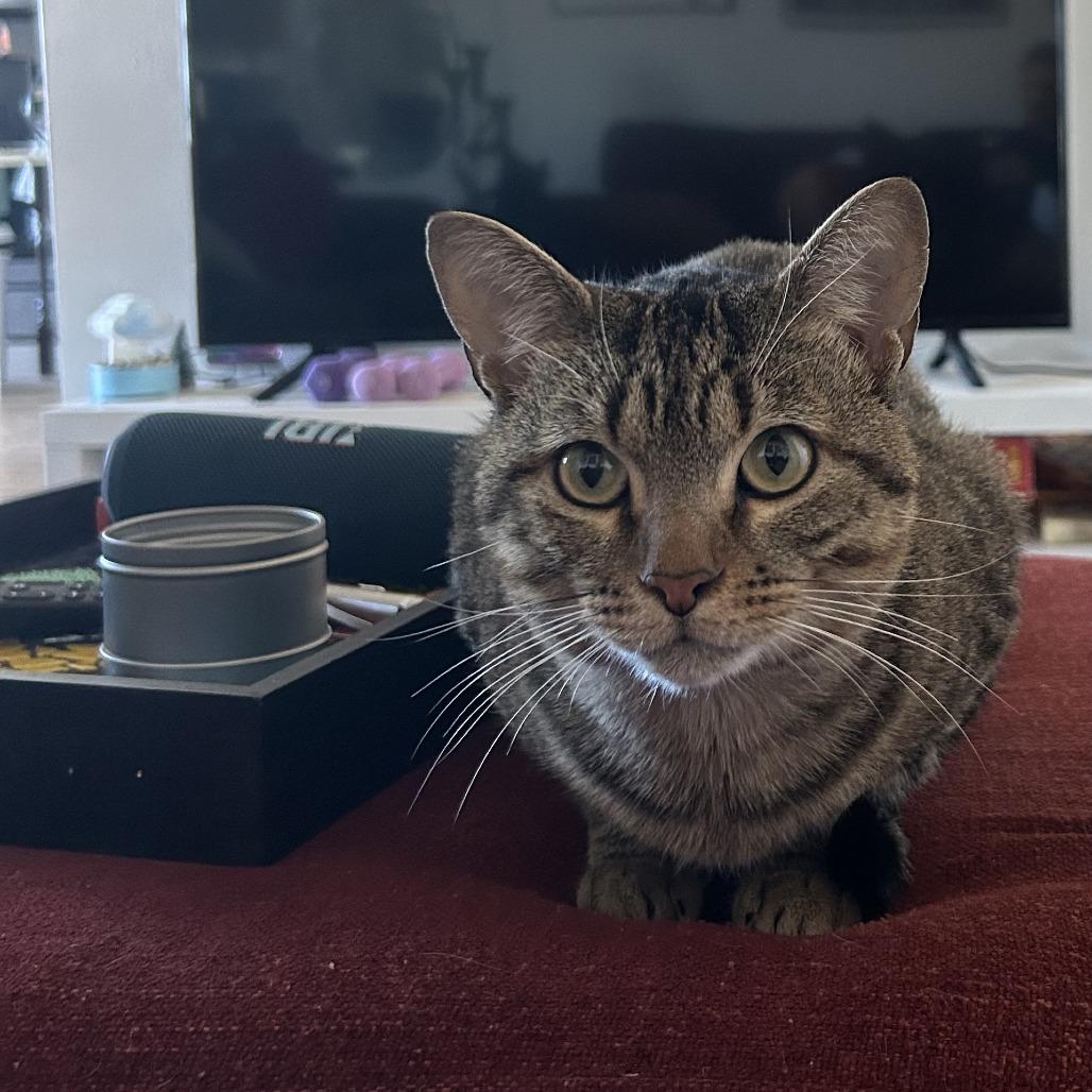 Zeke New Mexico, a Adoptable Domestic Short Hair in Denver, CO image 6/6