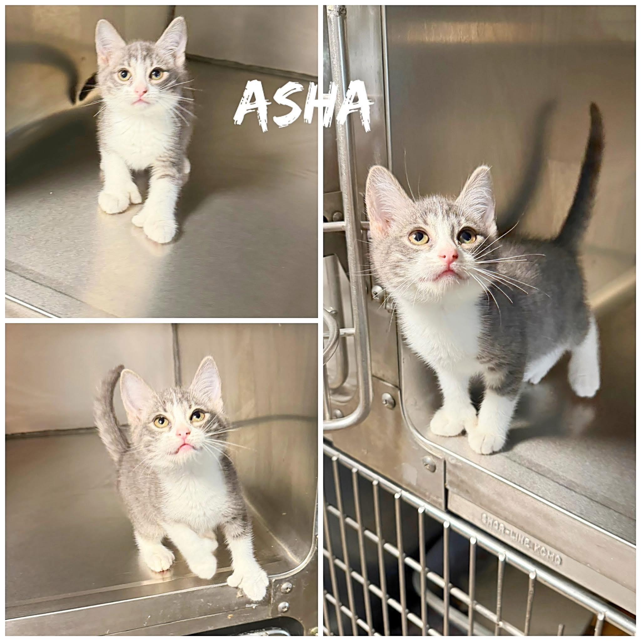 Enlarge Asha, a Adoptable Domestic Short Hair in Saint James, MO image 1/1