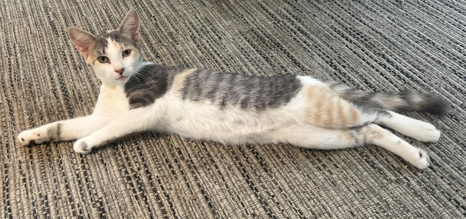 Cinder - KITTEN in foster, Adoptable, Young Female Domestic Short Hair.