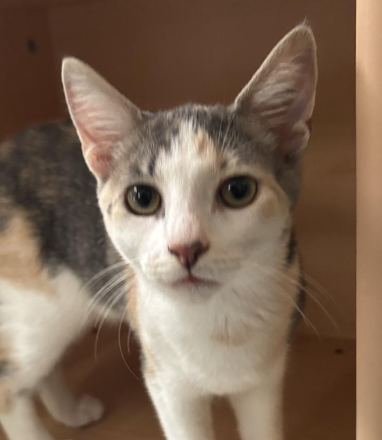 Enlarge Cinder - KITTEN in foster, a Adoptable Domestic Short Hair in Alexandria, VA image 2/2