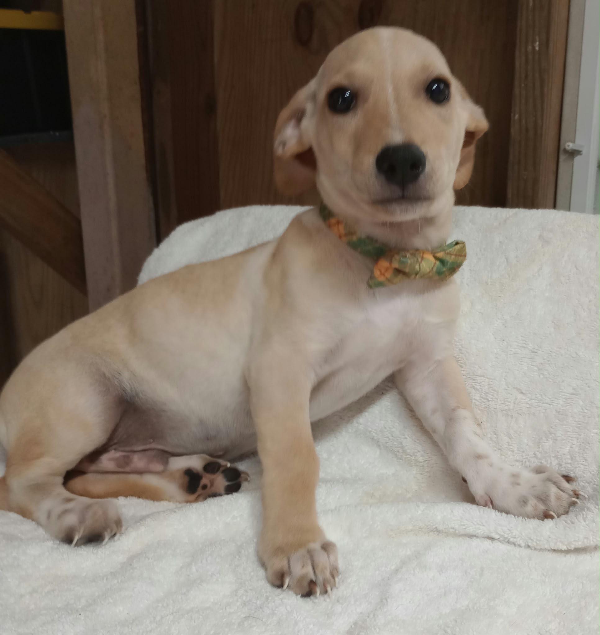 Enlarge POLAR, a Adoptable mixed breed in Philadelphia, PA image 1/6
