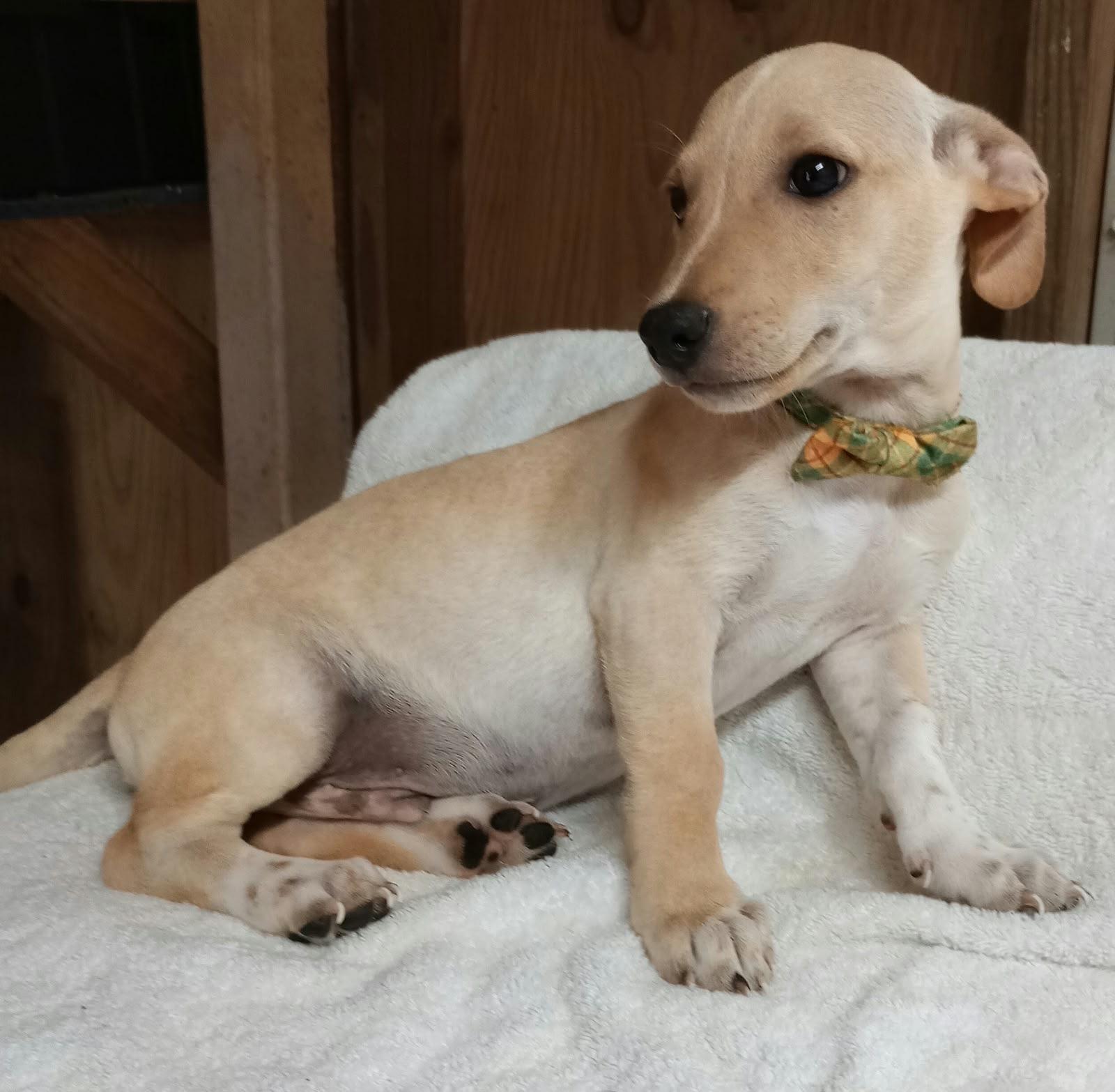 Enlarge POLAR, a Adoptable mixed breed in Philadelphia, PA image 2/6