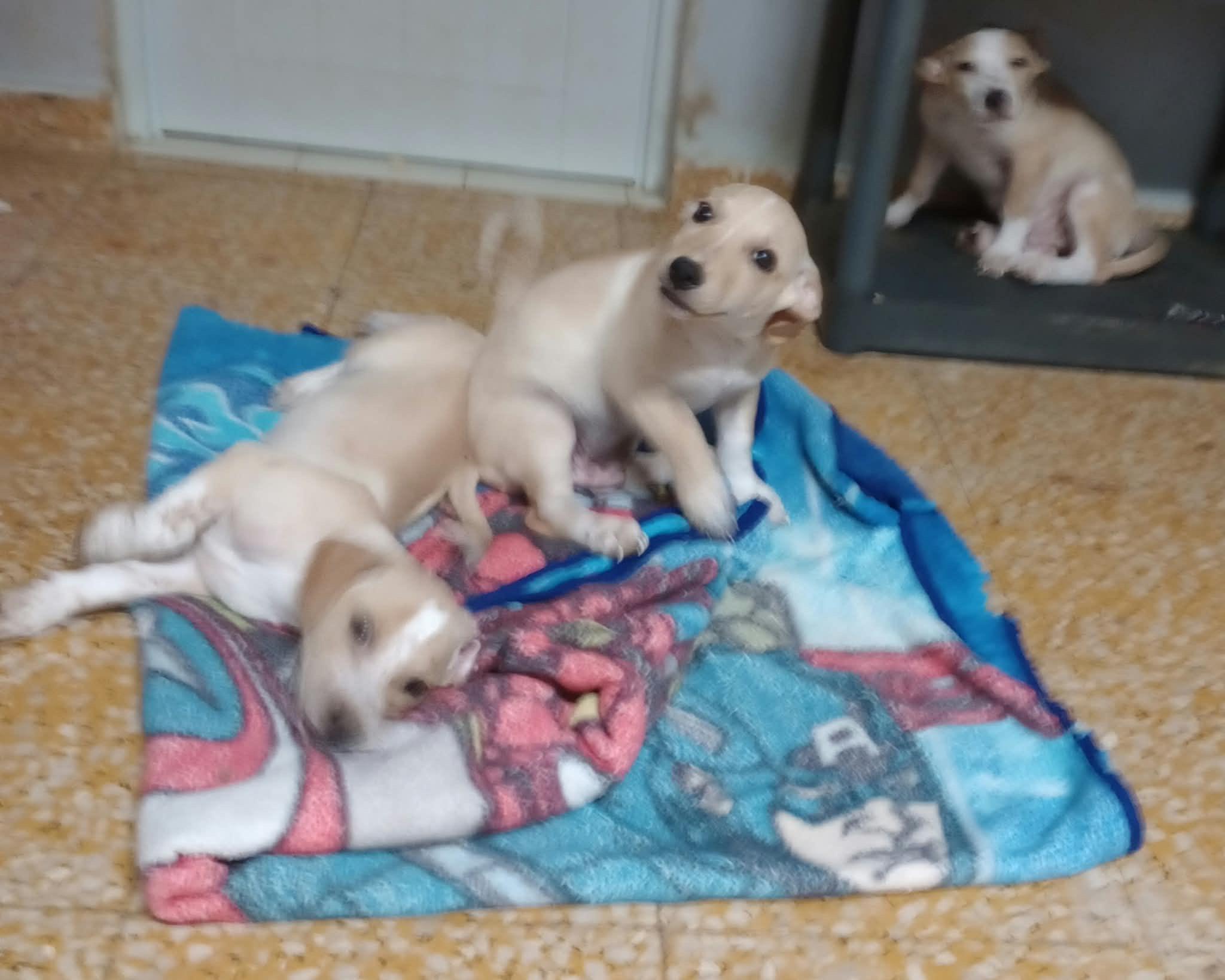 Enlarge POLAR, a Adoptable mixed breed in Philadelphia, PA image 6/6