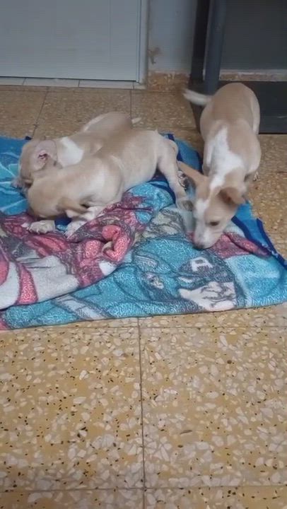 Enlarge POLAR, a Adoptable mixed breed in Philadelphia, PA video 5/6
