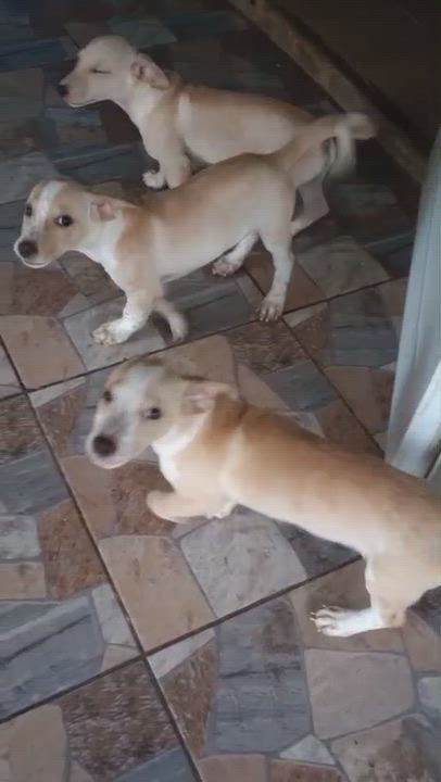 Enlarge POLAR, a Adoptable mixed breed in Philadelphia, PA video 4/6