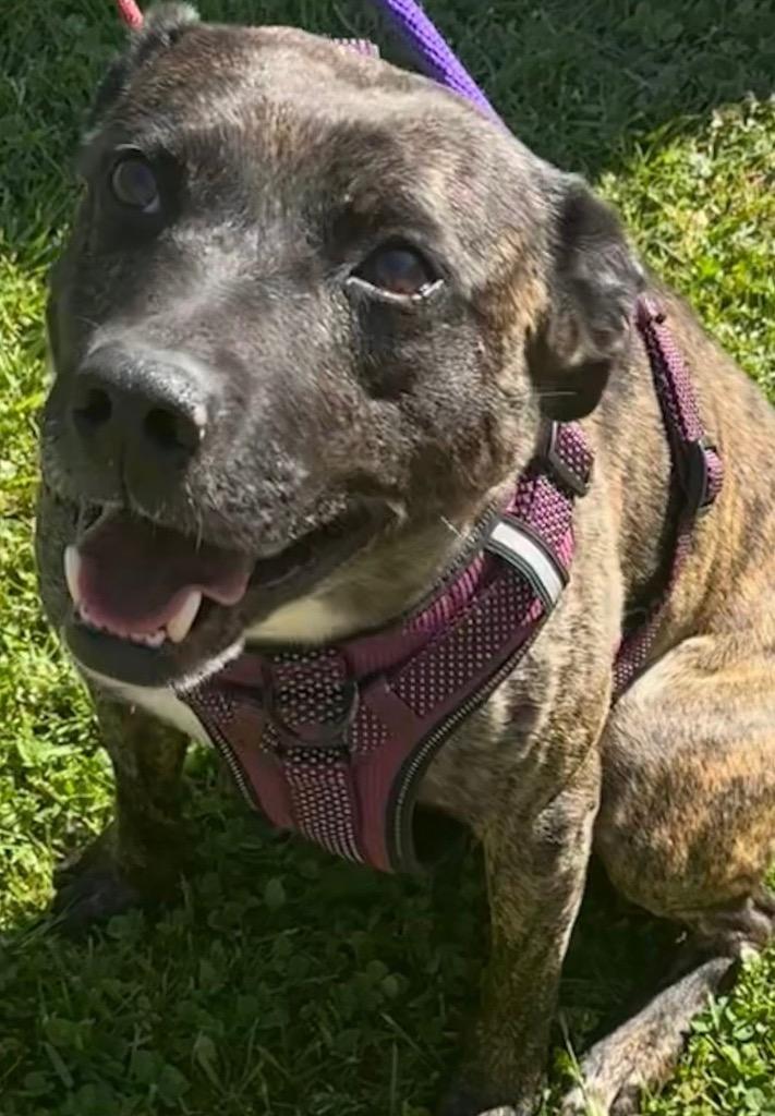 KAMARI, Adoptable, Young Male Mountain Cur.