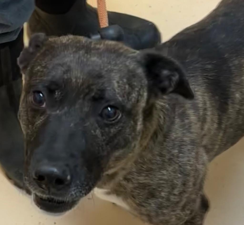 KAMARI, a Adoptable Mountain Cur in Elizabethton, TN image 2/3